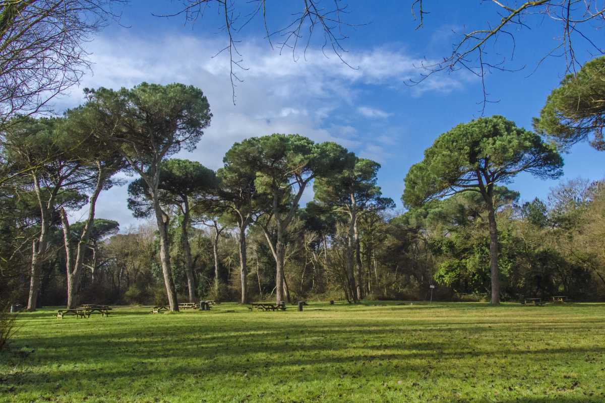 Pineta di San Vitale