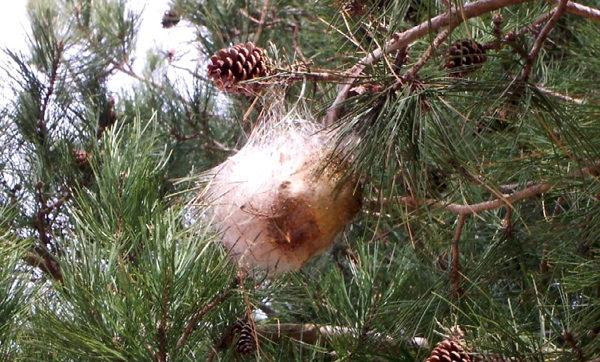 Processionaria del pino: informazioni utili e comportamenti da adottare